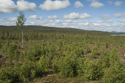 Lappland Vegetation