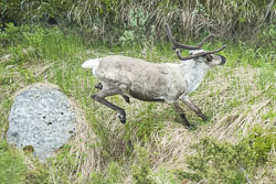 Rentier auf der Flucht