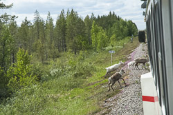 Rentiere Inlandsbahn